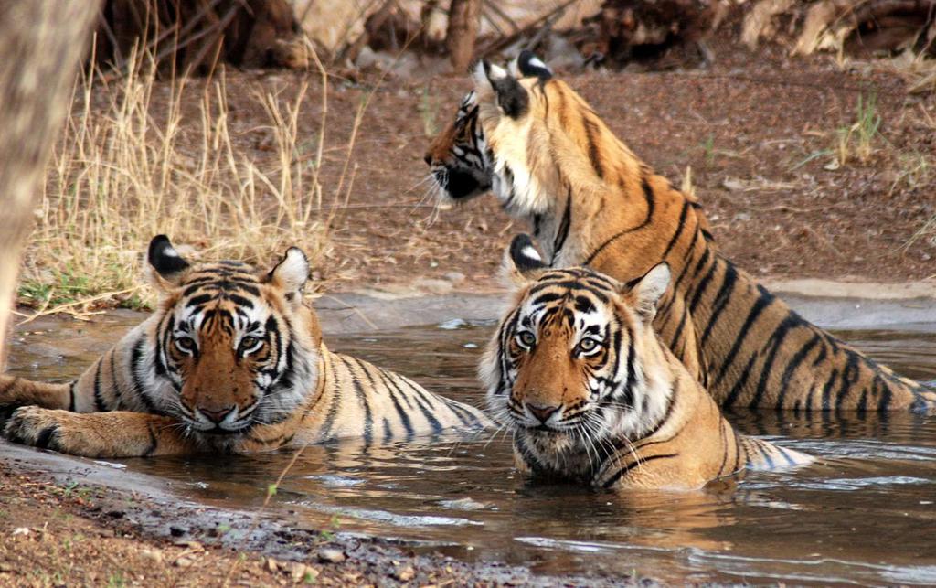 Jim Corbett Park: Corbett Park is one of India's most beautiful wildlife areas has a tiger population of around 160, which makes this park as the last and the most important bastion of