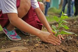 Plant a tree Organize a meditative walk Examples,