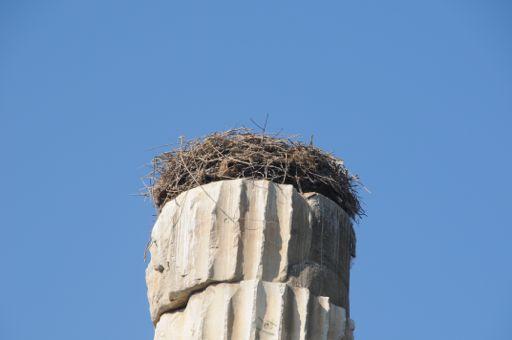 A#stork#makes#her#nest#atop#the#pillar.