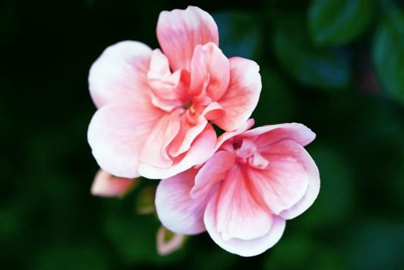 Memorial Day Geraniums Please use this form to order geraniums which will decorate the church on May 24. The geranium plants may be taken home following 10:30 a.m. worship. Cost is $5.00 per plant.