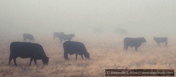 Glimpsing cows through a fog on an unfamiliar road, one might wonder: Just how many more cows are there?