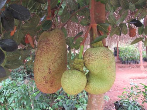 Bananas Jackfruit Passion