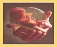 Dollars for Babies Saint Francis of Assisi Church Dollars for