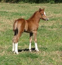 For nearly 47 years I thought a pony was the name for a baby horse and, as a result, had always assumed that ponies grew into full-blown adult horses.