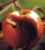 Genesis 3 ALL THE DEVIL' S APPLES HAVE WORMS Text: Genesis 3 The devil's apples are nice to look upon, but you will find that after you bite into them, there will be half a worm left.