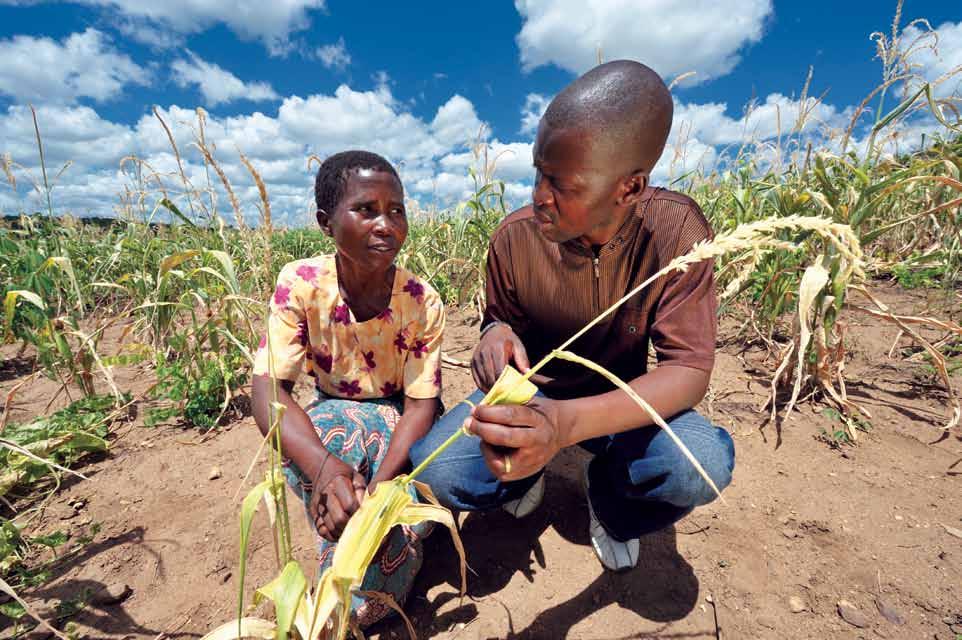 ELCA World Hunger Chrissy Biziweki of Malawi shows her cornfield to our local partner s technical advisor, Dingiswayo Jere. Photo: Paul Jeffrey/ACT.