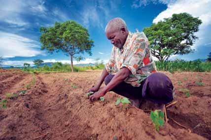 Nebert Pasidya Mkandawire tends his young bean plants in Malawi. Photo: Paul Jeffrey/ACT.