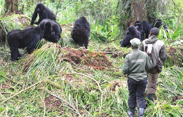 Gorılla ournal J Daily THE DIAN FOSSEY March 201 8 Inside The gorillas in 2017: Challenges and changes 2 Fossey 50th highlights in 2017 4 Women following in Fossey s footsteps 6 Meet a donor: Oracle