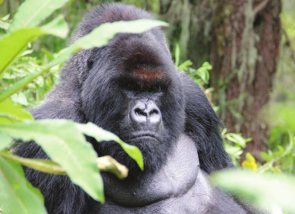 2017 Year in Review The gorillas in 2017: Challenges and changes 1 Elderly silverback Cantsbee returned on Jan.