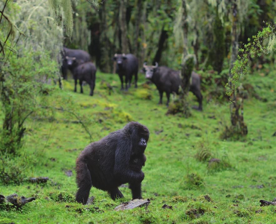 2017 Year in Review 4 Heroic gorilla mother Pasika traveled alone in the forest for seven months trying to protect her infant, after her group dispersed.