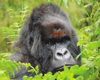 5 In honor of the 50th anniversary of our Karisoke Research Center, the Fossey Fund was asked to name an infant gorilla during Rwanda s Kwita Izina gorillanaming
