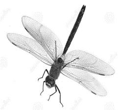 At any given time, there are approximately 10 quintillion (10,000,000,000,000,000,000) individual insects alive on earth!