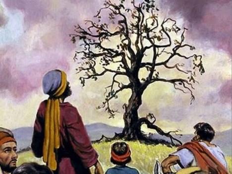 There is a story and a parable in the Bible about a fig tree that didn t produce for a couple of years. Do you remember that story? And the disciples said what should you do with it?
