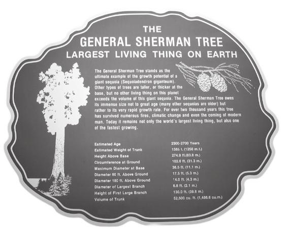 From the theme art extras, print the fact sheet about the General Sherman Tree, the largest living thing on earth. Post the information in the middle of the tree slice.