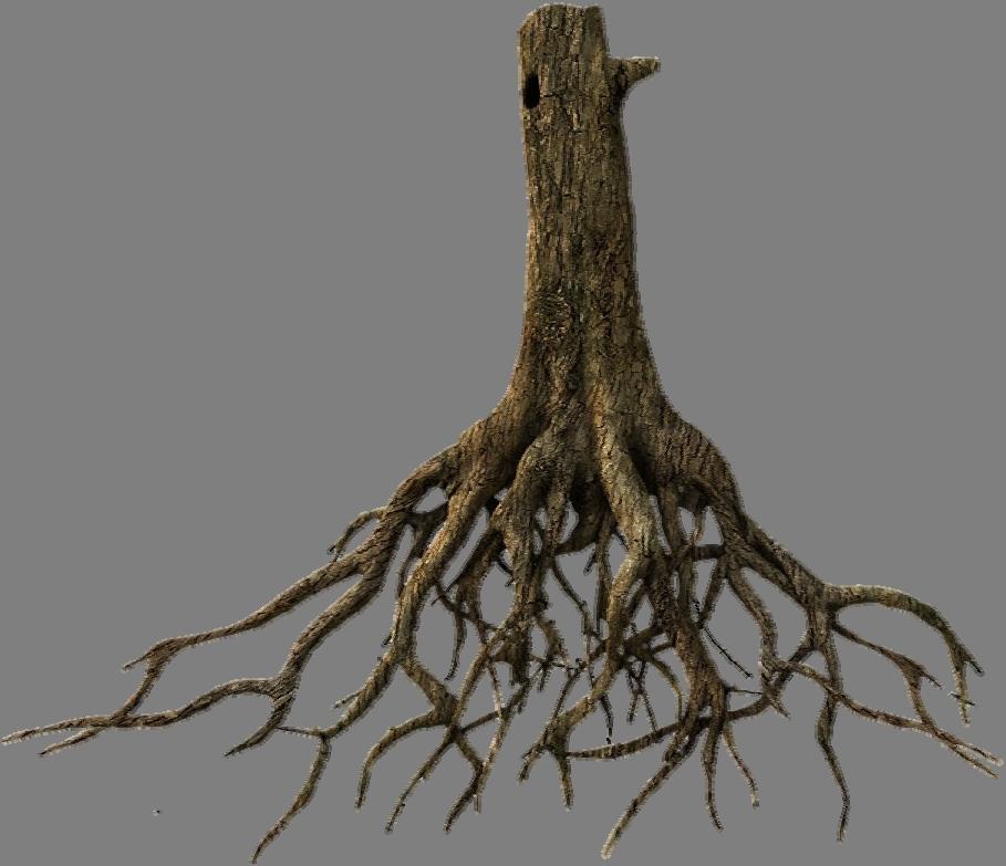 The root