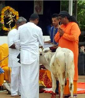 The Cow also provides us with an unlimited quantity of milk, its urine has medicinal benefits, whilst its dung is sacred and is used for cleansing and purification during Yagna.