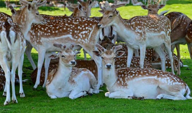 Guided Deer Park tour Learn about the practicalities of managing the deer park and the fallow deer herd at Attingham Park by booking your group on to a tour with an expert guide.