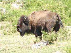 Animal Learn About the Bison Do you know very much about bison? I found some very interesting facts about them.