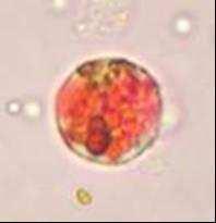 muajin Maj, duke arritur vlerën e tyre kulmore në muajin Maj në lagunën e Nartës, ku janë përcaktuar edhe nivelet më të larta të fitoplanktonit toksik A.tamarense me 4960 qeliza për ml.