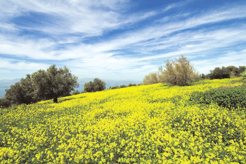 GLORIOUS GOLAN Viewing this field of wild mustard, just below the Peace Lookout in the lower Golan Heights, challenged Halevi to convey in one picture a range of sensual stimuli: the warmth of the