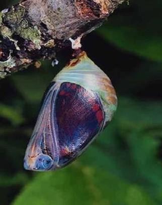 One day, a man walking down a path saw a butterfly cocoon that was about to open.