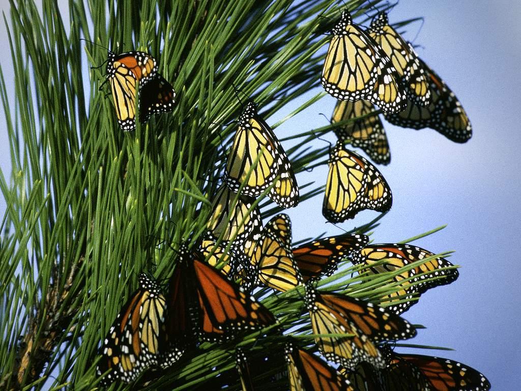 It is this northernmost population of monarch butterflies (the greatgrandchildren of the original Mexican population) that eventually make the arduous no, impossible journey back to the Neovolcanic