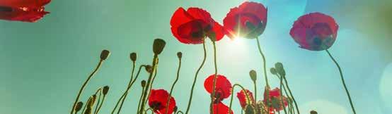 NOVEMBER is a month to Remember At the going down of the sun and in the morning We will remember them. Robert Laurence Binyon, The Times, September 21, 1914.