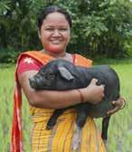 Christmas Gift Provides Breakthrough This pig has financially helped us in many ways.