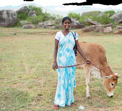 more financially secure. This cow will give birth, then I can get milk from this cow.