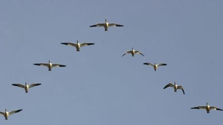 Flying in Formation 4 Lessons of Geese: Fly in formation to save energy
