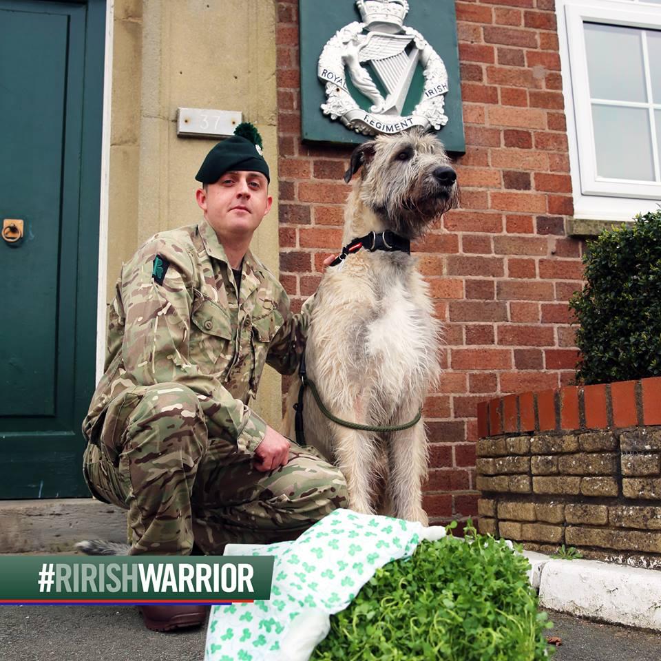 News March 17 he Royal Irish Regiment s wolfhound mascot with the shamrocks for Kabul On 14 March 1900 Queen Victoria issued the following instruction: "Her Majesty the Queen is pleased to order