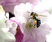 As the bee collects nectar and flies away without damaging the flower, Or its colour, or its scent, so also, let the monk dwell and act in the village (without affecting the faith, and generosity, or