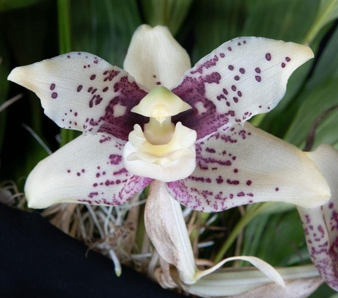 News from the AOS We thank the American Orchid Society for allowing us to use these items in our newsletter!