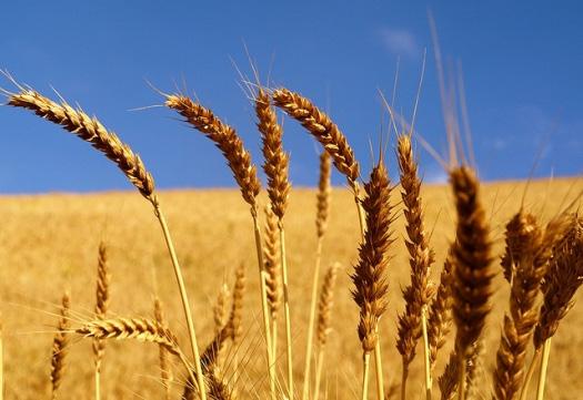 In the gospel lesson from Matthew, Jesus tells the parable of the wheat and the weeds.