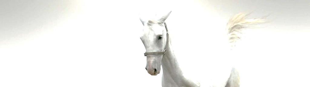 ...a white horse... A white horse is the horse of the conqueror.