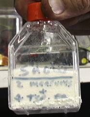 student. Polyacrylamide Copolymer (Grow Snow, fine grains for fast-growing crystals), 1/4 tsp per student.