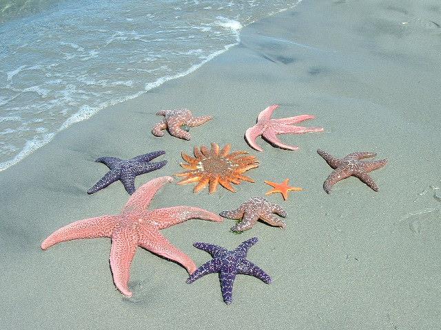 need can be met Starfish To this