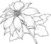 Poinsettia orders are due in the church office by November 21. The plants will beautify the altar area during Advent. To order plants, use the green order form in your bulletin or contact the office.