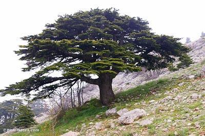 The Mighty Cedars of Lebanon Psalms 104:16 The trees of the LORD are watered abundantly, the cedars of Lebanon that He planted.