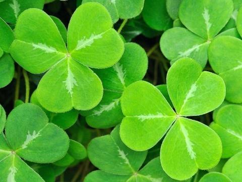 There are three leaf clovers. There are a countless number of other examples in nature of things that are three but one. The world was created to reveal the image of God.