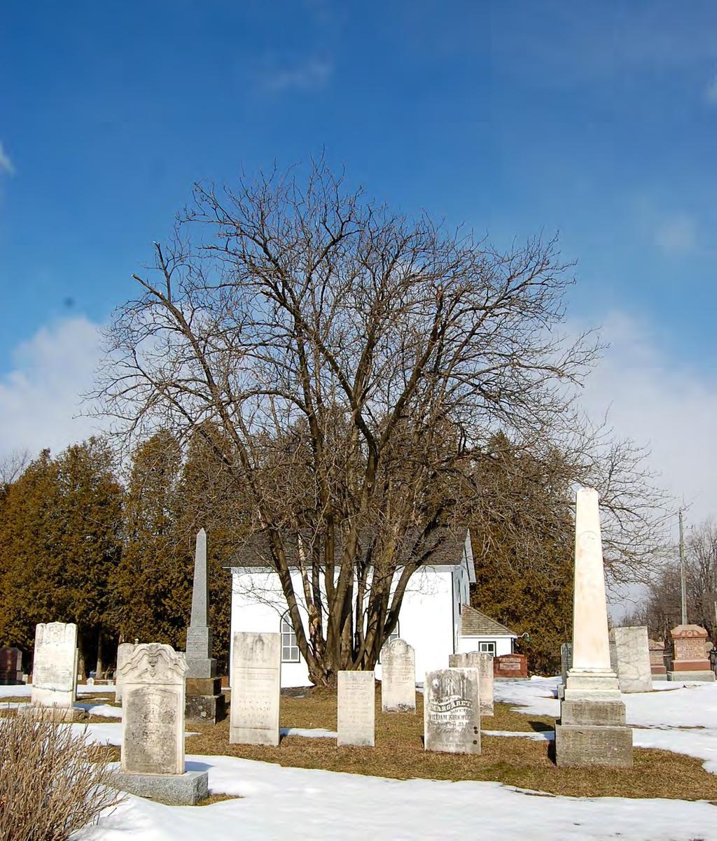 Ornate species, such as the Cypress cedar shown below right, were used to mark individual cemetery plots.