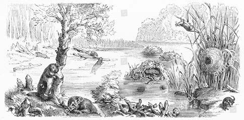 +++++ Beaver Brook, which begis i Stewartstow ad Colebrook as sprigs ad trickles amogst the ridges of South Hill, i those years pretty much eded i a huge alder swamp behid our house o Park Street, oe