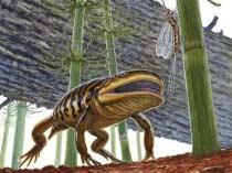 Frogmander Fossil In an article written by Julie Steenhuysea @ yahoo.
