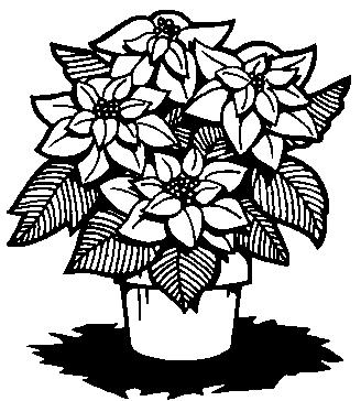 Poinsettia Order Form Plants will be placed on the altar for Sunday, Dec.23 rd and the Dec. 24 th Christmas Eve Service. They may be picked up after either service. The cost is $7.75.