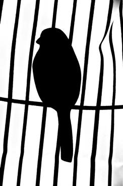 even caged birds fly even caged birds fly Warning! Let me fly the howling winds. Let me fly on thermals high. Let me be wind and wild and in part, willful. Do not take advantage of my good nature.