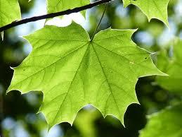 The Leaf as