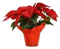 Poinsettias A poinsettia can be ordered to be used to decorate the church. You can order through the church office or you can bring in a (please have to the church by noon Sunday, December 23).