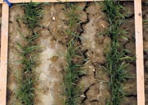 Kuidas vihmaussid soodustavad mullaviljakust? Vihmaussid ladustavad igal aastal ruutmeetri kohta kuni 10 kg väärtuslikke väljaheiteid nii mulda kui ka selle pinnale.