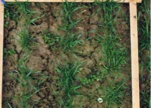 2. Vihmaussid parandavad vee infiltratsiooni mulda ja vähendavad vee äravoolu mulla pinnalt Vertikaalseid käike rajavate usside käigud soodustavad vee infiltratsiooni mulda, selle püsimust mullas ja