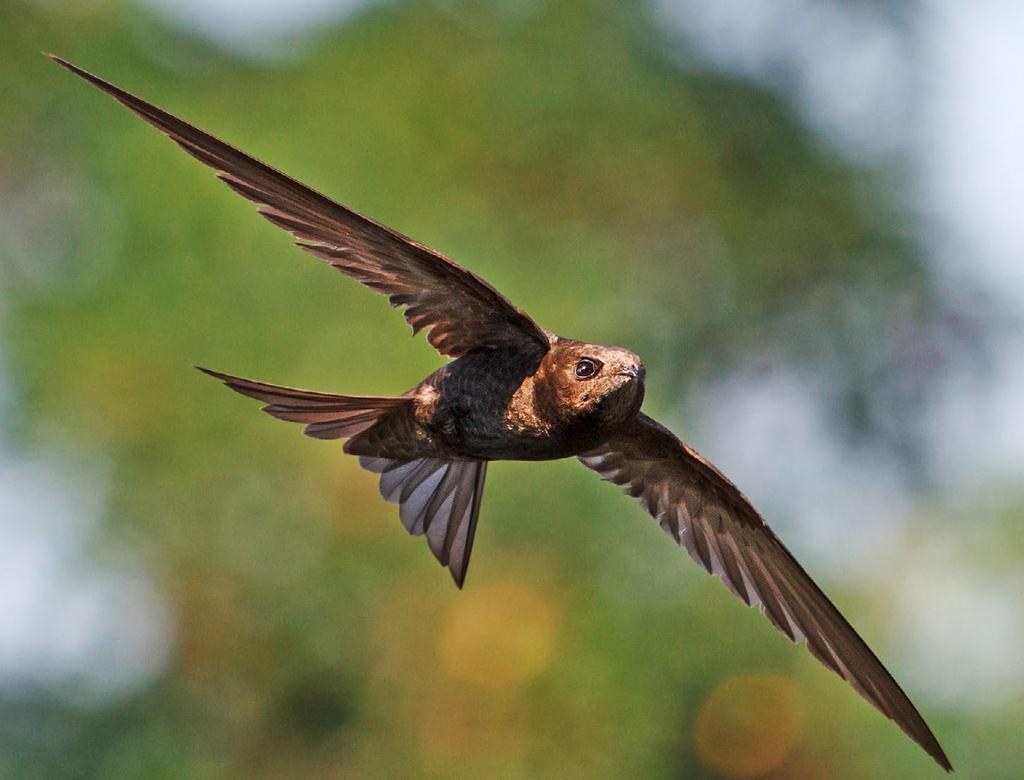 THE FOURTH WATCH BLOG THE COMMON SWIFT S UNCOMMON LESSON BY DWIGHT K. NELSON I listened to a fascinating report by Charles Osgood on his The Osgood File this week.